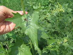 Atriplex sagittata