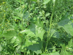 Atriplex sagittata