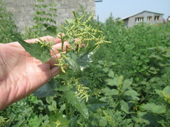 Atriplex sagittata