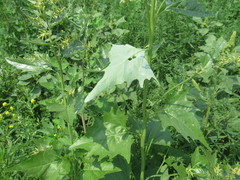Atriplex sagittata