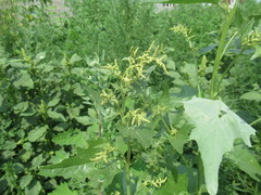 Atriplex sagittata
