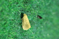 Bijugis bombycella