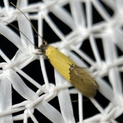 Opogona protodoxa