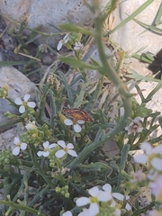 Pyrausta aurata