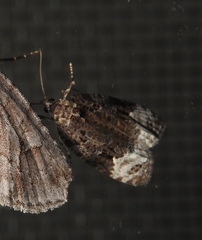 Apotomis capreana