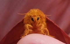 Anisota pellucida