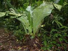Anthurium salvinii