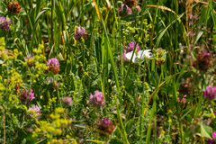 Leptidea juvernica