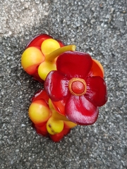 Garcinia atroviridis