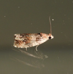 Olethreutes brevirostratum