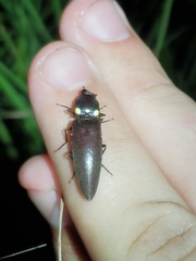 Ignelater havaniensis