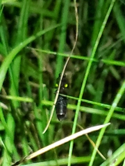 Ignelater havaniensis