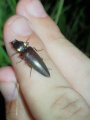 Ignelater havaniensis