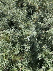 Hippophae rhamnoides