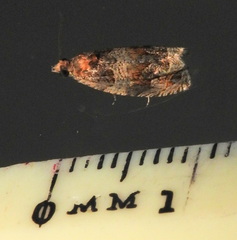 Olethreutes brevirostratum