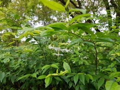 Wrightia religiosa