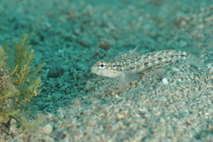 Gobius roulei