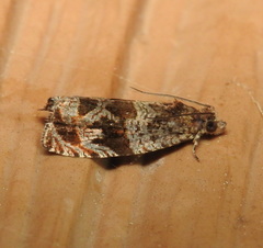 Olethreutes brevirostratum