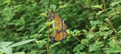 Danaus chrysippus