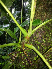 Anthurium panduriforme