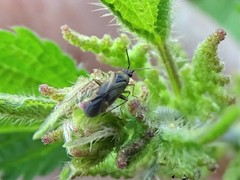 Plagiognathus arbustorum