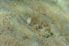 Microlipophrys dalmatinus