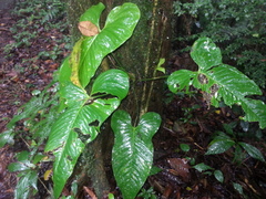 Anthurium panduriforme
