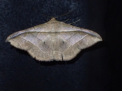 Tiruvaca subcostalis