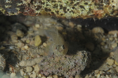 Gobius bucchichi