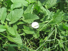 Convolvulus arvensis