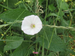 Convolvulus arvensis
