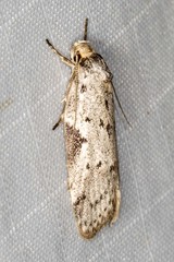 Philobota transversella