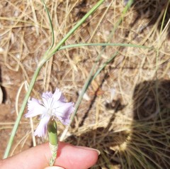 Dianthus tarentinus