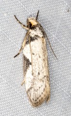 Philobota transversella