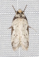 Philobota transversella