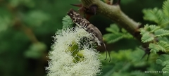 Phycodes radiata