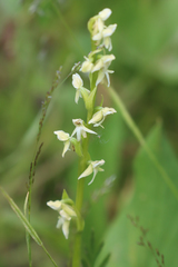 Platanthera × estesii