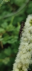 Phycodes radiata