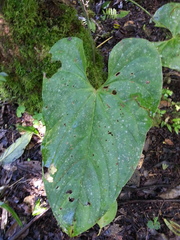 Anthurium hoffmannii