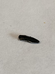 Agrilus bilineatus