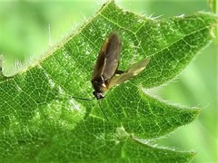 Plagiognathus arbustorum