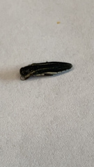 Agrilus bilineatus