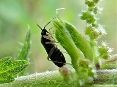 Plagiognathus arbustorum