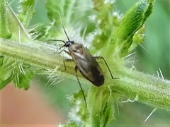 Plagiognathus arbustorum