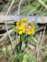 Pultenaea petiolaris