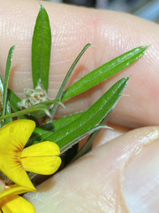 Pultenaea petiolaris