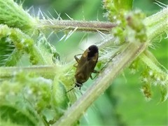 Plagiognathus arbustorum