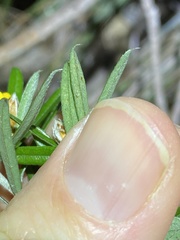 Pultenaea petiolaris