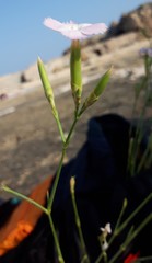 Dianthus japigicus