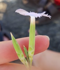 Dianthus japigicus